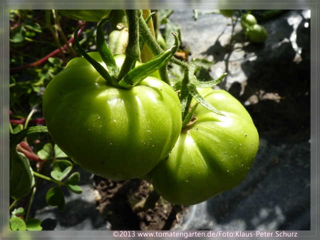 grüne Frucht