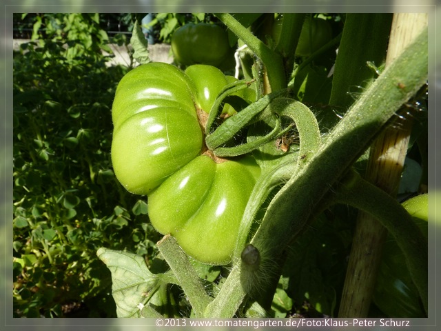 grüne Frucht