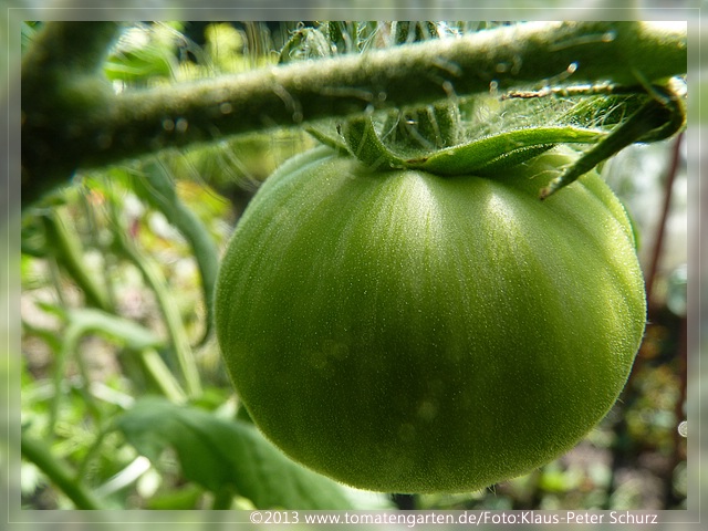 grüne Frucht