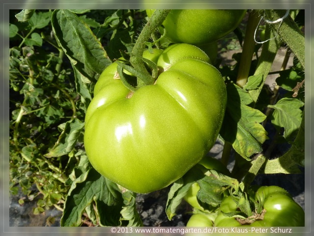 grüne Frucht