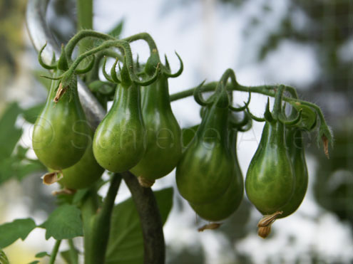 grüne Frucht