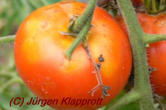 Frucht