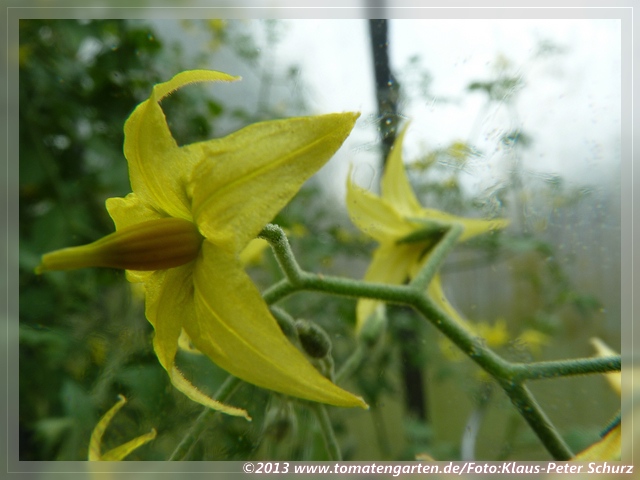 Blüte