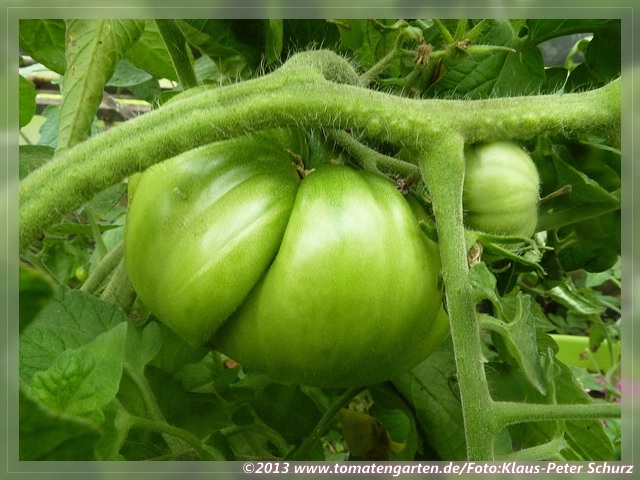 grüne Frucht