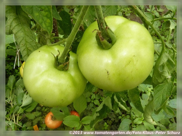 grüne Frucht