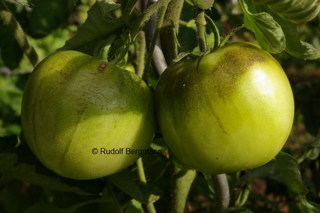 grüne Frucht