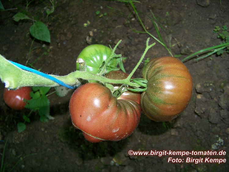 grüne Frucht