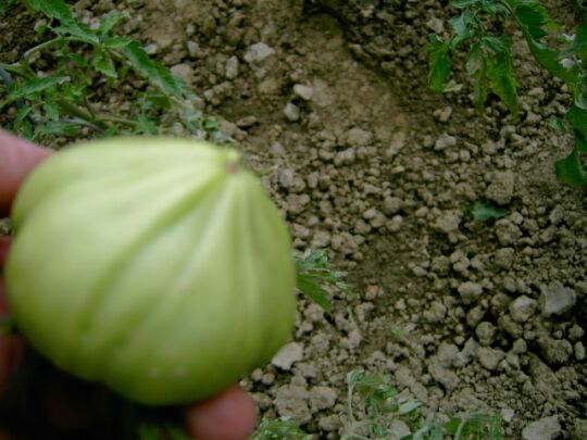 grüne Frucht