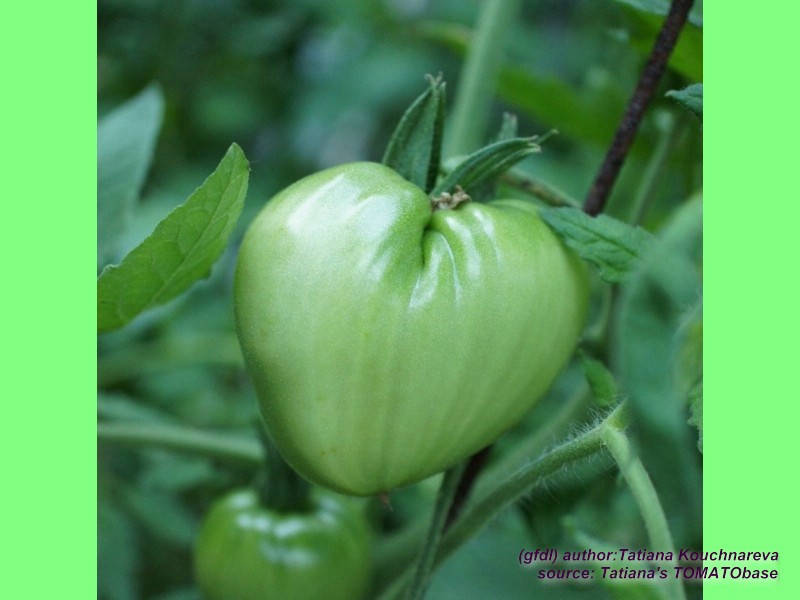 grüne Frucht