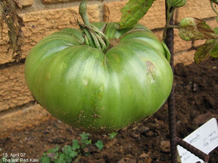 grüne Frucht