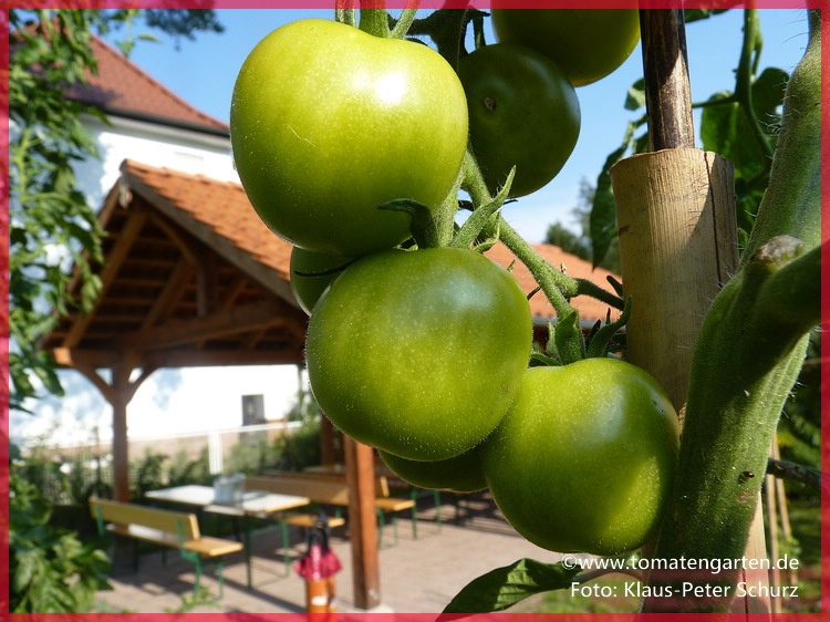 grüne Frucht