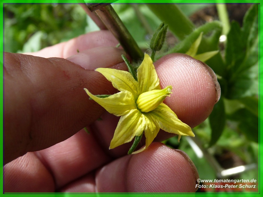 Blüte