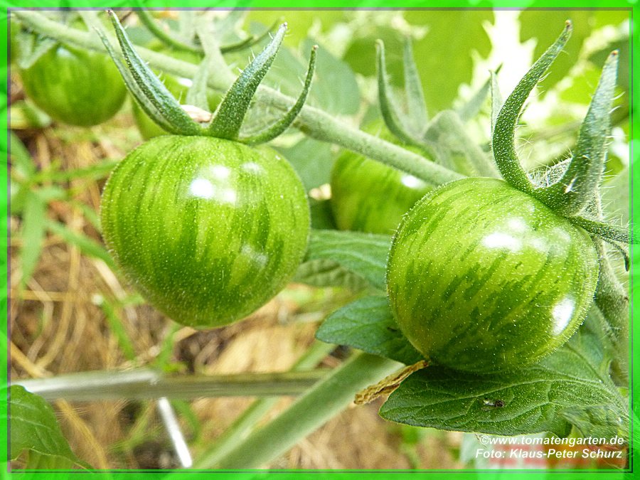 grüne Frucht