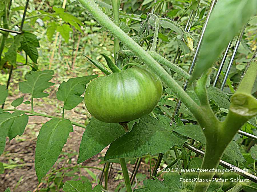 grüne Frucht