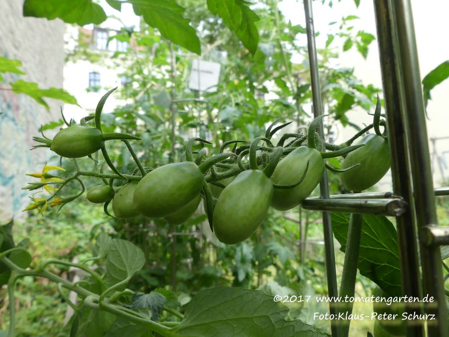 grüne Frucht