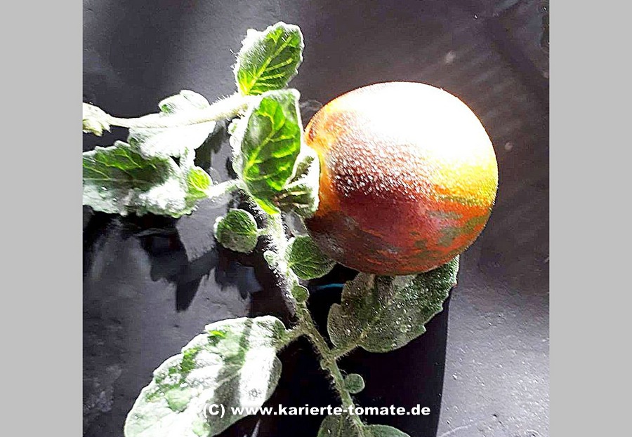 Frucht