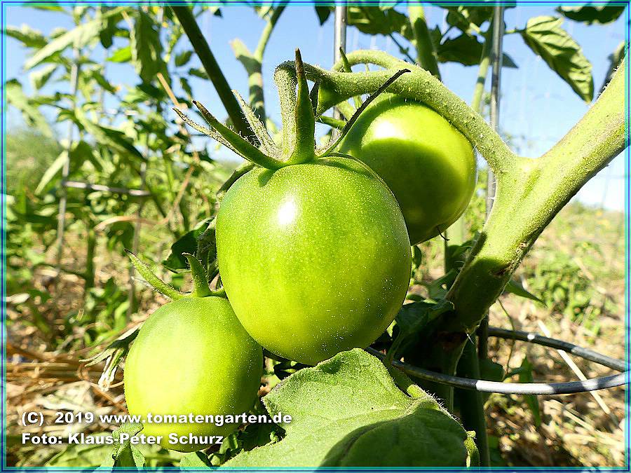 grüne Frucht