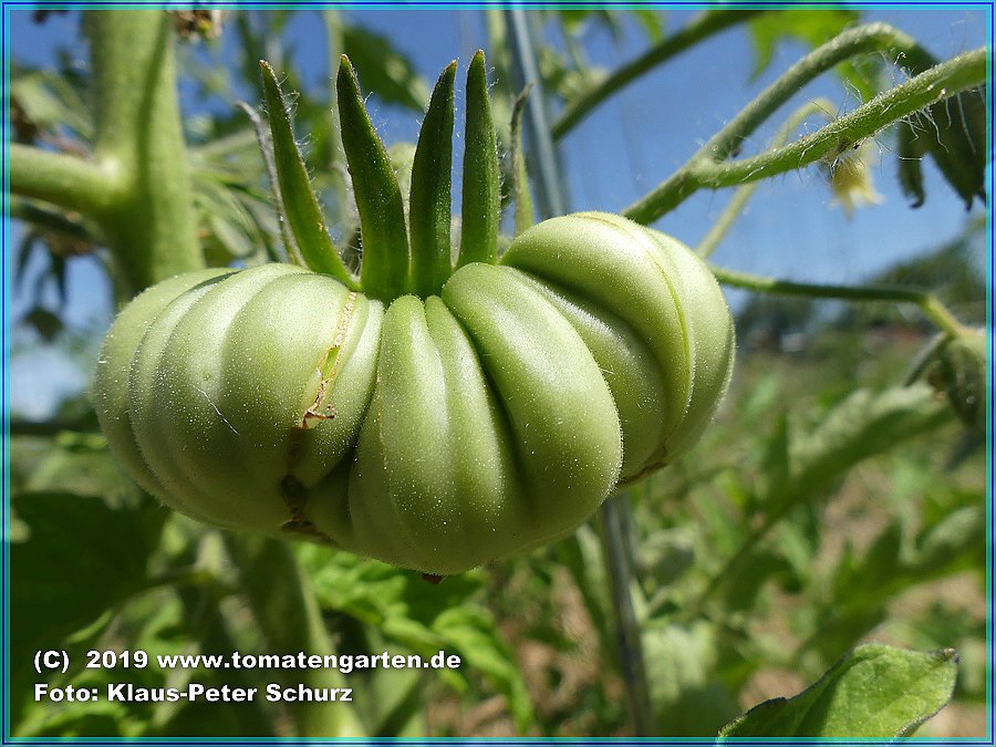 grüne Frucht