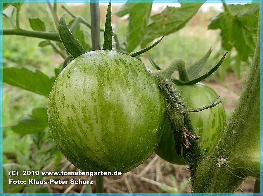 grüne Frucht