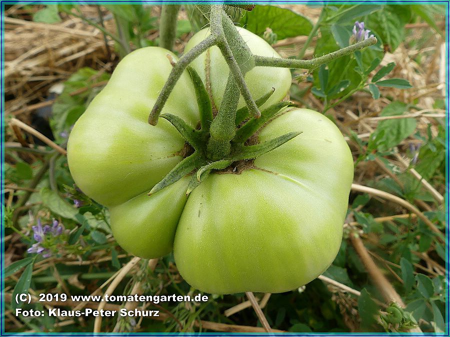 grüne Frucht