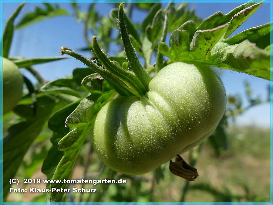 grüne Frucht