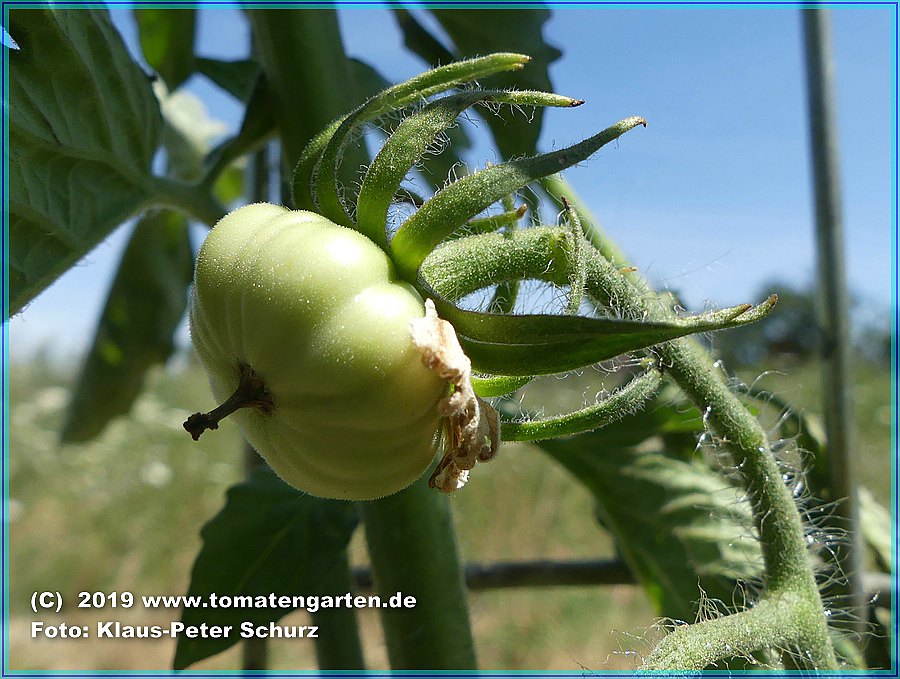 grüne Frucht