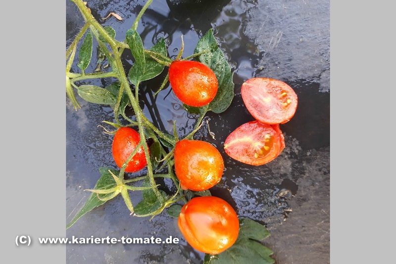 geschnittene Frucht