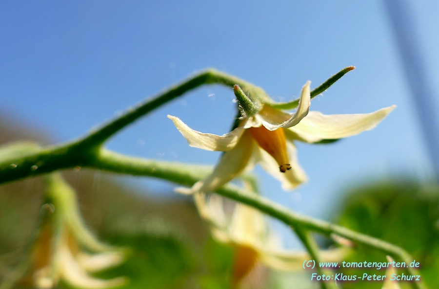 Blüte