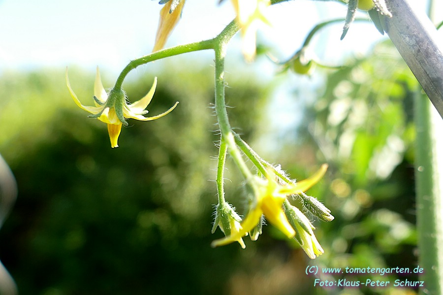 Blüte