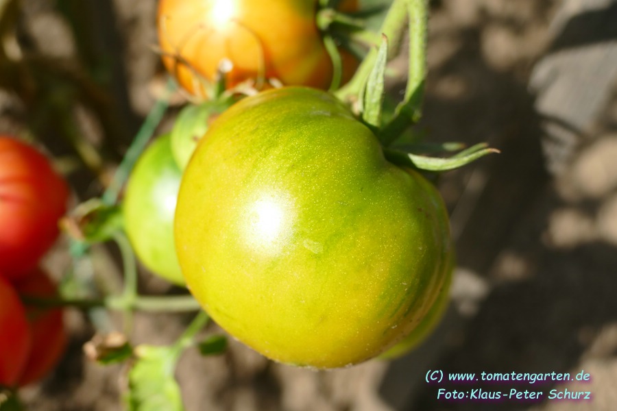 grüne Frucht