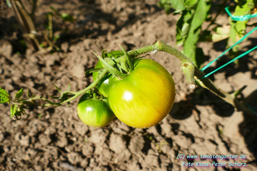 grüne Frucht