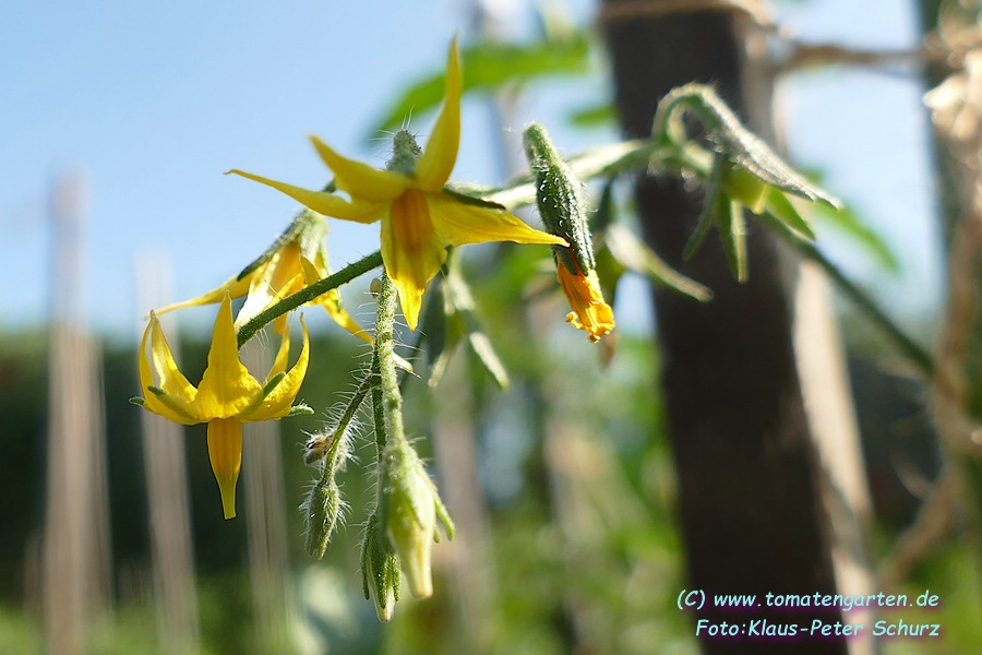 Blüte