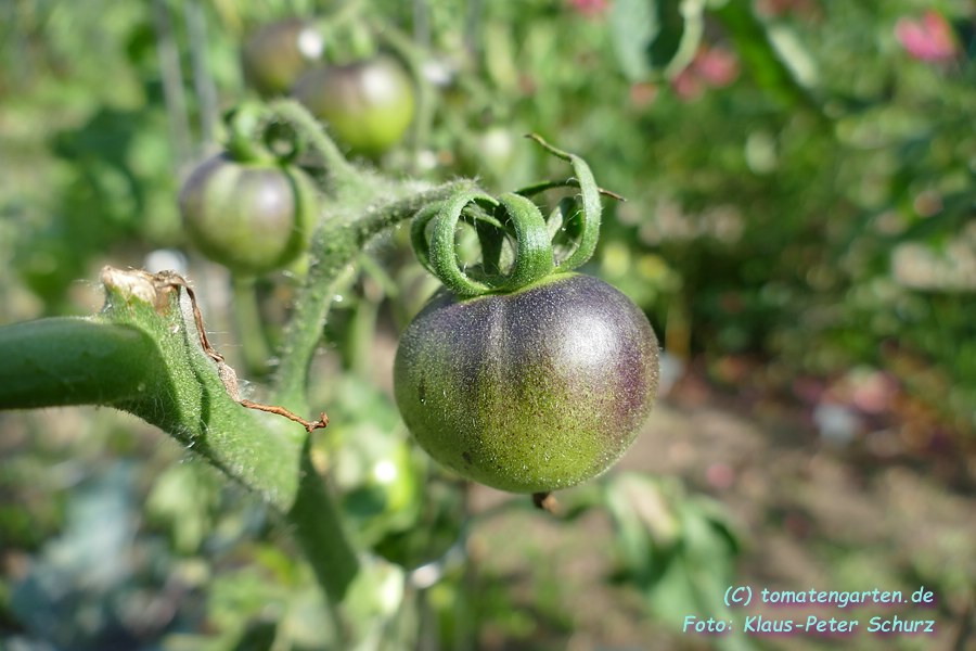 grüne Frucht