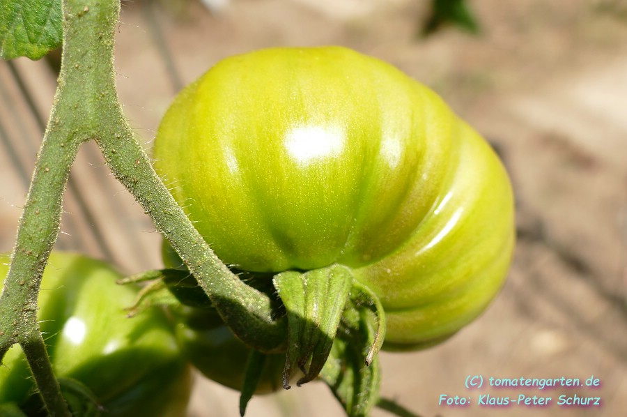 grüne Frucht