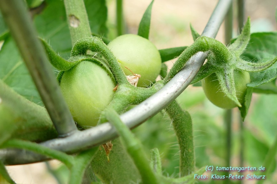 grüne Frucht