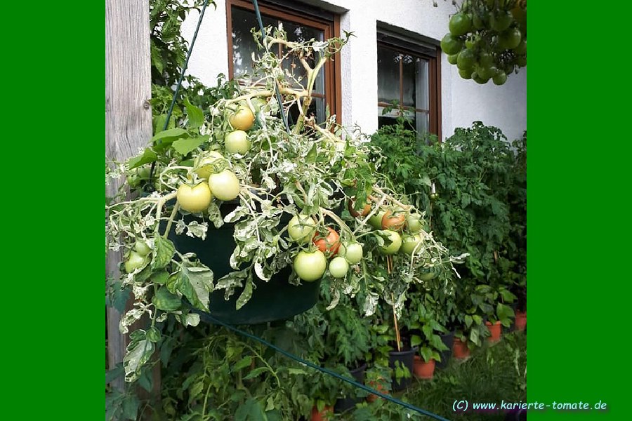 grüne Frucht