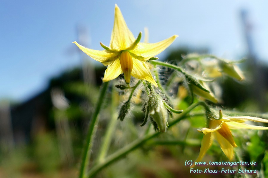 Blüte