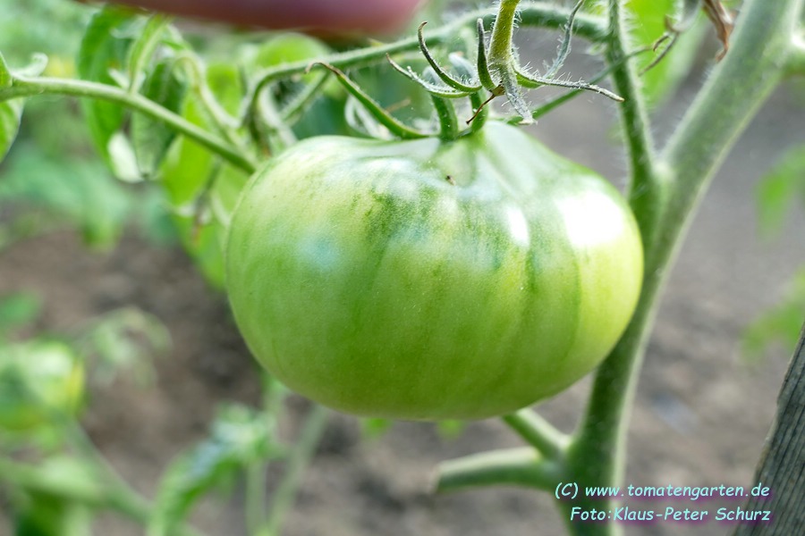 grüne Frucht