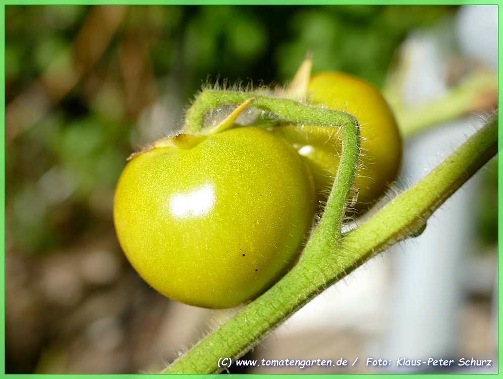 grüne Frucht