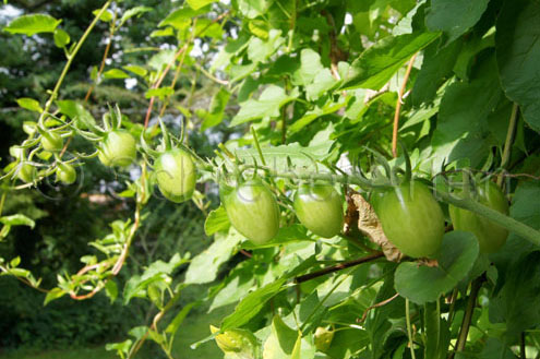 grüne Frucht