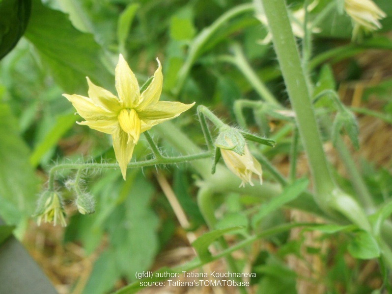 Blüte