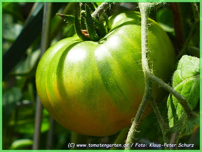 grüne Frucht