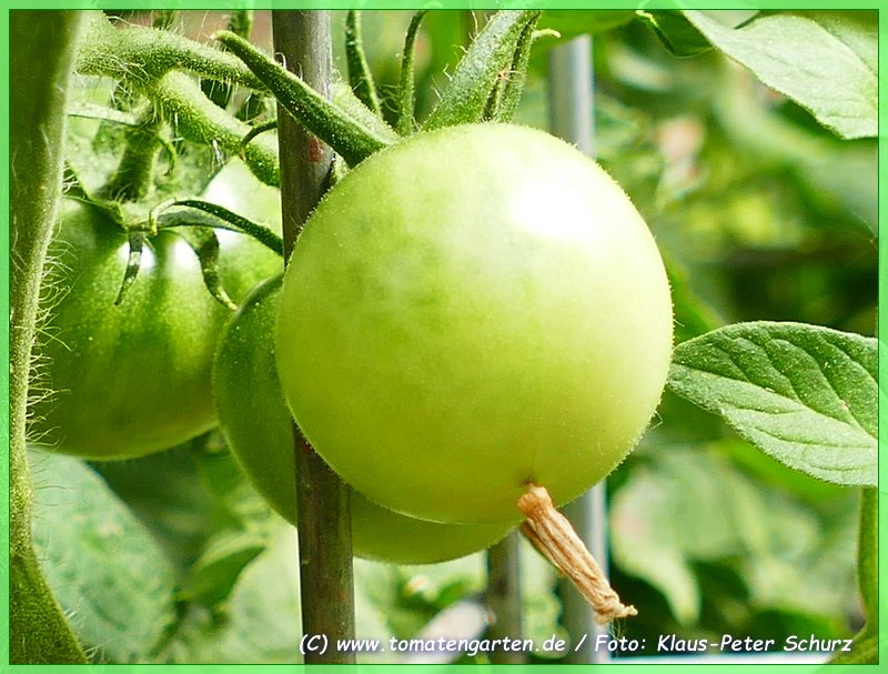 grüne Frucht