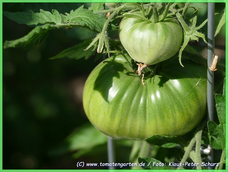 grüne Frucht