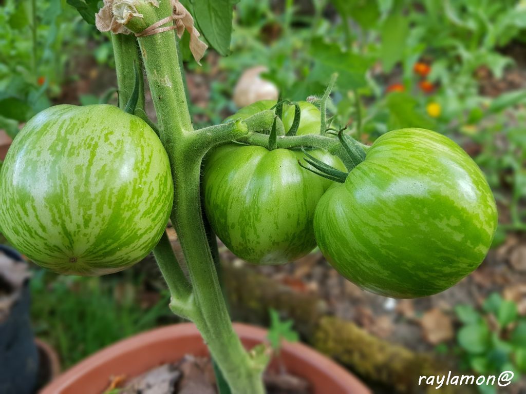 grüne Frucht