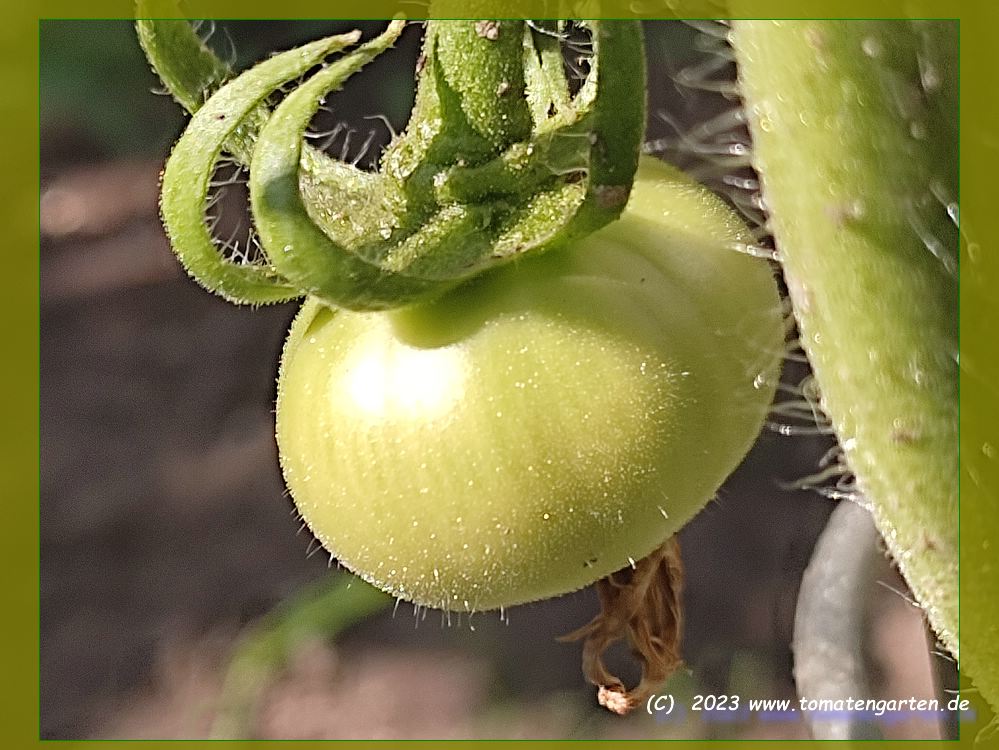 grüne Frucht