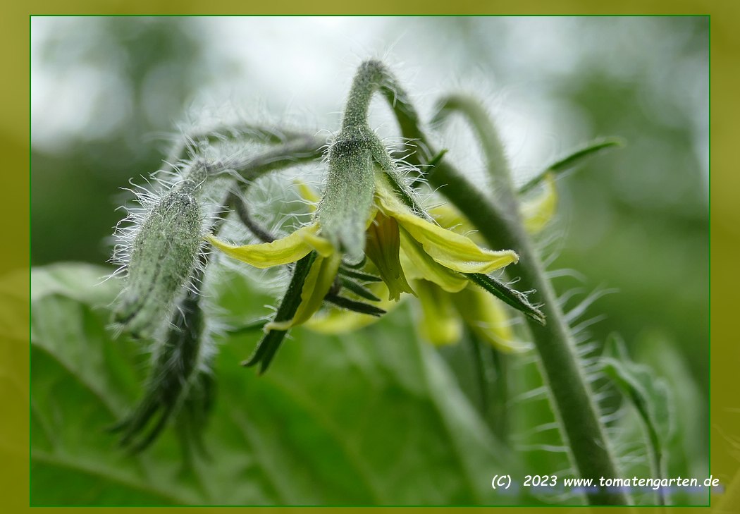 Blüte