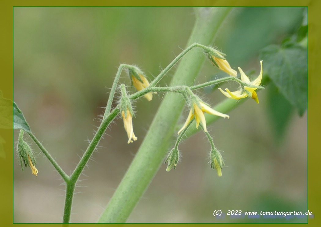 Blüte