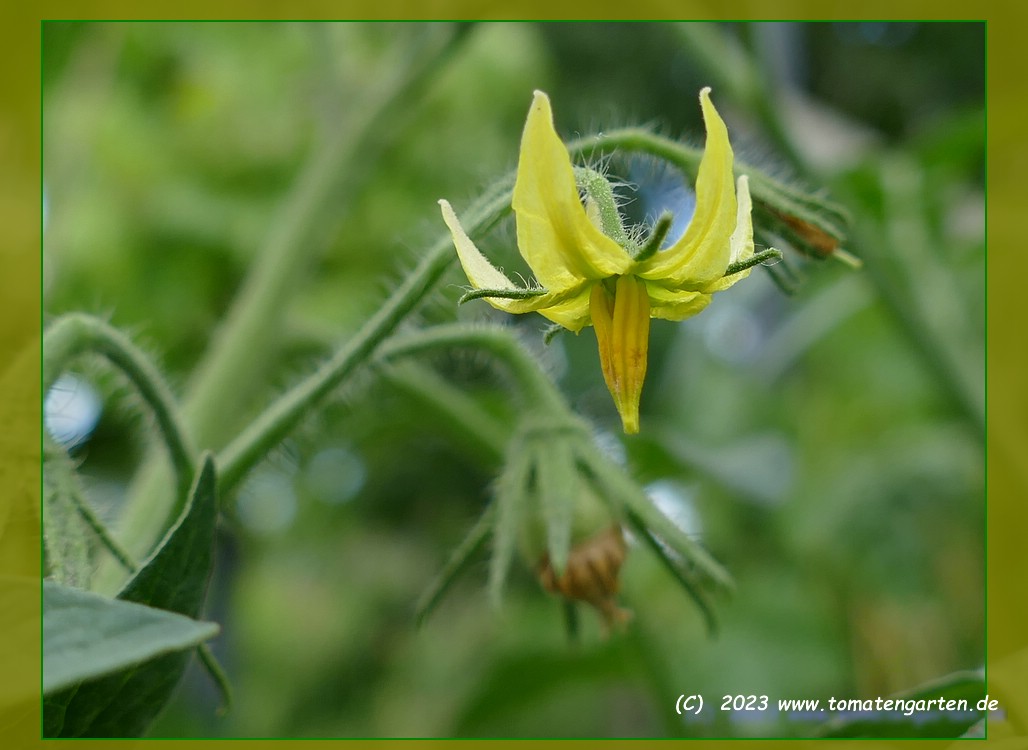 Blüte