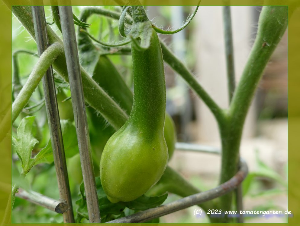 grüne Frucht